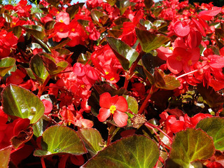 Background of red Begonia flowers on a sunny day.