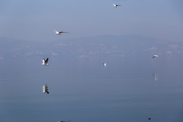 Fototapeta na wymiar birds on the lake