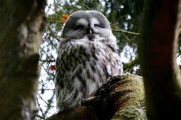 An owl sitting on a perch looking down.