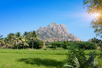 Green fields, palm trees and a mountain. Beautiful summer landscape, India