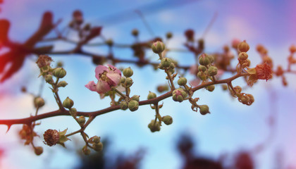A branch with flowers still unopened against the blue sky.