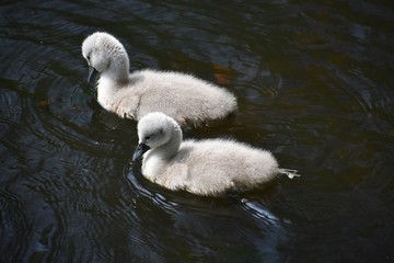 Cute fluffy Mute Swan cygnets, swimming on a lake.