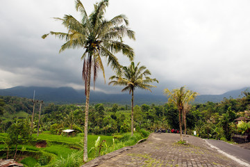 Fototapeta na wymiar view of rice terraces in cloudy day. Indonesia. Bali.