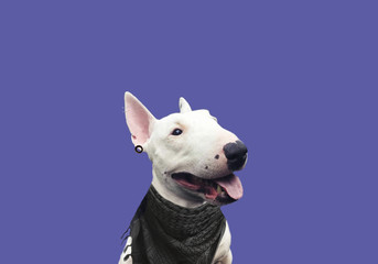 Dog art. Bull terrier beautiful picture. Bull terrier on a plain background. Dog gangster