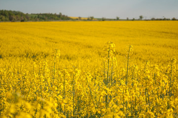field of yellow rapeseed, canola colza field