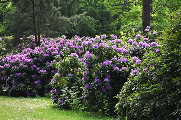 Large Rhododendron bush with purple flowers, in the park.