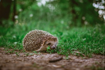 cute hedgehog in green grass in the forest