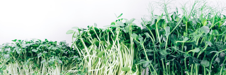 Obraz premium Growing microgreens sprouts