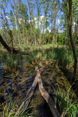 Swampy marsh in the forest near the village Ocsa, Hungary