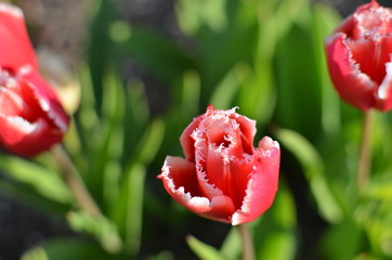 Czerwono białe tulipany.