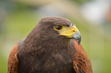 close up of a hawk