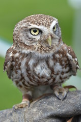 Little owl portrait