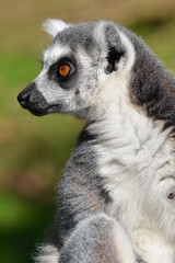 Fototapeta premium ring tailed lemur