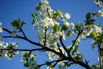Spring blooming sakura cherry flowers branch