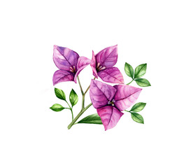 Watercolor bougainvillea branch. Small purple flower and leaves. Hand painted floral tropical bouquet. Botanical illustrations isolated on white