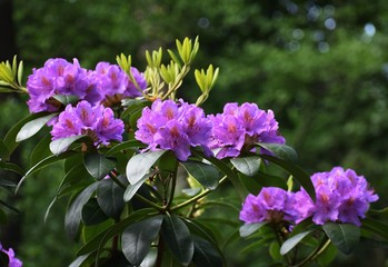 Beautiful purple Rhododendron flowers, in the park.
