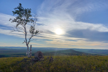 Obraz premium Lonely tree in the steppe on a summer day. Zabaykalsky Krai. Russia.