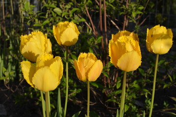 Żółte postrzępione tulipany.