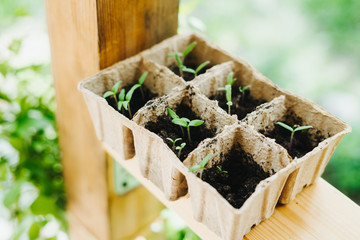 Sown tomatoes in cardboard peas with peat content.