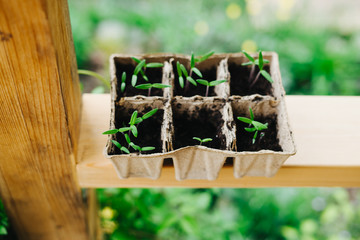 Sown tomatoes in cardboard peas with peat content.