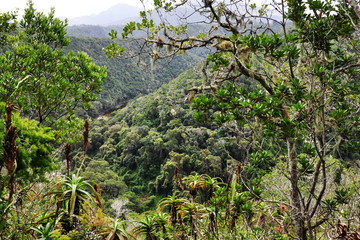 Fototapeta premium Primeval afromontane forest at Wilderness Section of Garden Route National Park, South Africa