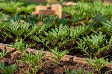 tiny green seedlings in a nursery in a greenhouse in the spring
