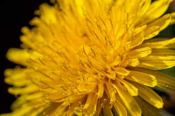 close-up of a beautiful yellow dandelion on a sunny spring day