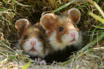 Two juvenile European hamsters (Cricetus cricetus) looking out of their burrow at Wasserspielplatz...
