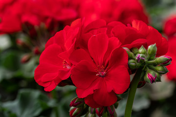 red flowers geranium in a pot with green leaves  in greenhouse
