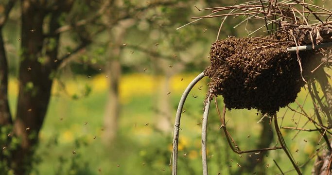 
many bees swirling swarm of bees in the garden flew out of the hive