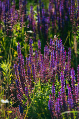 purple lavender bushes illuminated by the evening summer sun in Zaryadye Park in Moscow. Selective focus macro shot with shallow DOF
