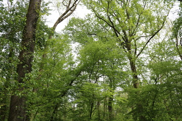 green leaves on a tree
