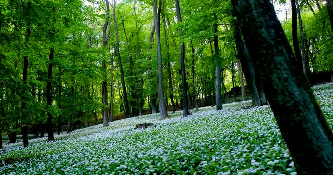 hiking in ramsons - wild garlic (Allium ursinum)flower forest
