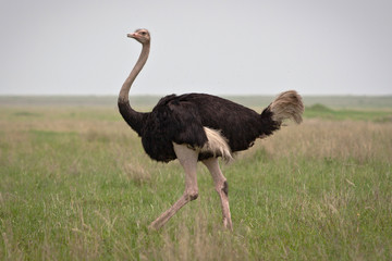 African ostrich walking in green savanna grassland