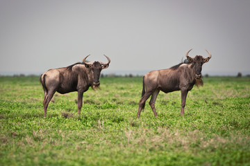 Portrait of grazing wildebeests  great migration of on the boarder of Kenya and Tanzania savanna Serengeti and Masai mara