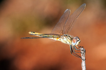 dragonfly