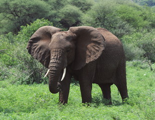  African elephant in national park green African landscape 