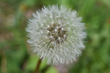 Whole dandelion seed head (Taraxacum Officinale) on a blurred green background