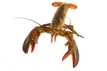 live lobster isolated on white background