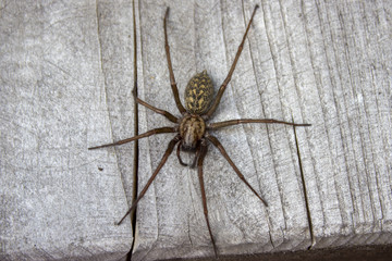 Flatly view giant house spider on wood