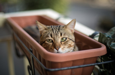 cat in the flowerpot 