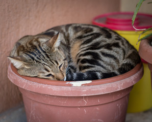 cat sleeping in a basket