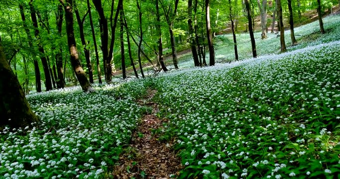 hiking in ramsons - wild garlic (Allium ursinum)flower forest