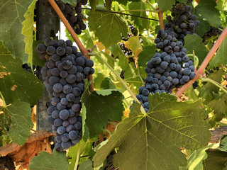 Bunch of grapes on Vine