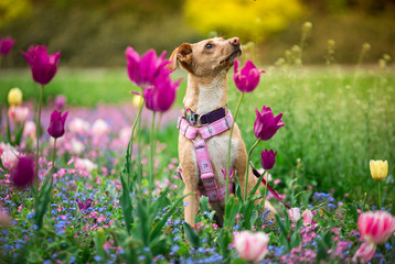Whipet siedzący w tulipanach