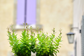 Green leafy plant with mediterranean courtyard on the background