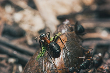forest ants team eat wood snails. A perfect example of teamwork. Selective focus macro shot with shallow DOF