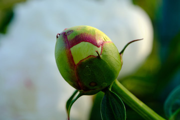 bud of a white pion