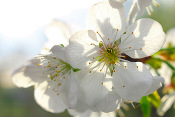 White cherry blossoms on a branch against a blue sky