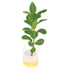 vector illustration of house plant on white background. 